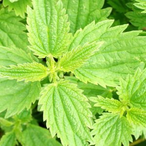 Nettle